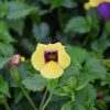 Proven Winner Torenia Gilded Grape 4.5" - Image 2
